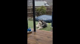 Pet dog enjoys heavy snowfall in Thurso, Scotland
