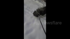 China: Chinese dog digs through snow while chasing a fleeing mouse