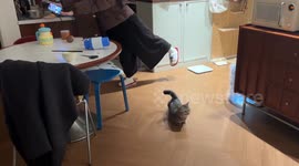 China: Chinese cat imitates owner’s exercise movements at home