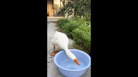 Goose's Epic Bath Fail in Vietnam: So Funny You'll Quack Up!