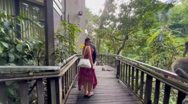 Cheeky wild monkey grabs woman's skirt as she walks through forest