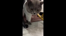 Chinese cat walks in tiny steps after legs slip into same sleeve