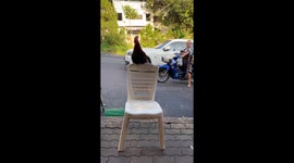 Chicken sits on seat while greeting passersby