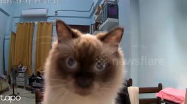Pet cat amuses owners as it plays with CCTV camera while they are away