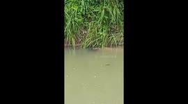 Schoolboy, 14, killed by crocodile while washing clothes in river