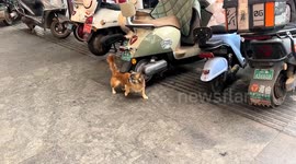Dog looks as if its dancing as it uses scooter as makeshift scratching post