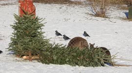 Kangaroos and wallabies scratch and chewi on second-hand Christmas trees