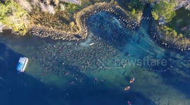 Hundreds of manatees huddle together to keep warm during cold snap