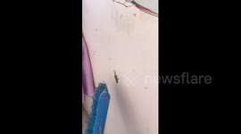 China: Chinese gecko makes rare squeaking sound when disturbed