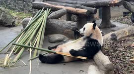 Panda relaxes as he munches on lengths of bamboo