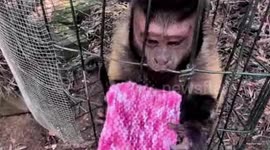 UNCAPTIONED: Saltburn's 'Knitting Nannas' monkey around by creating toys for cheeky monkeys