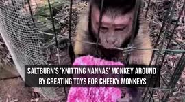 Saltburn's 'Knitting Nannas' monkey around by creating toys for cheeky monkeys