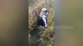 India: Social organisation rescue a cow fell into a drain after being hit by a train near the railway station rail yard Shahdol, Madhya Pradesh