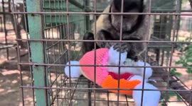 Saltburn's 'Knitting Nannas' monkey around by creating toys for cheeky monkeys 2/3