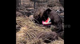 Saltburn's 'Knitting Nannas' monkey around by creating toys for cheeky monkeys 3/3