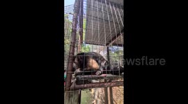 Saltburn's 'Knitting Nannas' monkey around by creating toys for cheeky monkeys 1/3