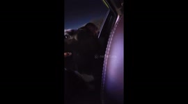 rescued staffiture terrier enjoys Christmas lights.