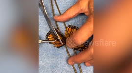 Injured butterfly can fly after wing transplant from dead insect