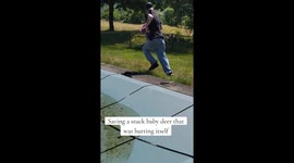 Fawn Rescued From Inside Pool Fence