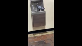 Pigeon Uses Water Fountain as a Bath