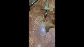 Dogs Get a Marker Makeover