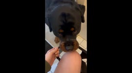 Rottweiler Brings Chaos to the Bathroom