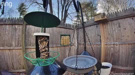 Just When You Think You Finally Squirrel-Proofed Your Bird Feeder