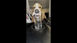 Dog Makes Funny Face While Drinking Water