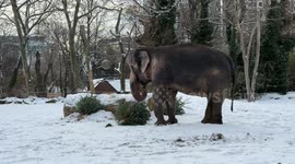 Berlin Zoo animals feast on unsold Christmas trees