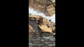 Baby snow monkey takes a swim at Japan’s famed Snow Monkey Park