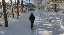 Winter Wonderland: Walking Through Sunlit Snow in Scottish Forest
