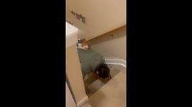 Cat Riding Up Stairs on Owner’s Back