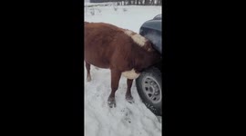 US Farm life moment goes viral after cow gets stuck searching for salt