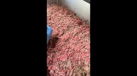 School dinner lady films satisfying prep for students' nacho day