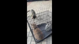 Chinese kitten locked in cage after teasing larger cat