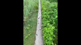 Fish crawl along muddy road after rainfall in China