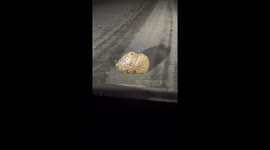 Two leopard cats fight near roadside at night in China