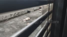 House Owner Stunned to Find Dozens of Stray Dogs Sleeping in His Backyard