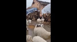 Kitten seen lounging comfortably on sheep’s back