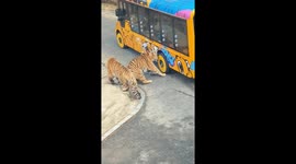 Tiger gets teeth stuck in vehicle tyre during roadside encounter