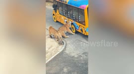 Curious tiger gets its teeth stuck in tourist vehicle tyre