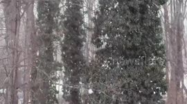 Steady snowfall intensifies in Trumbull, Connecticut, USA