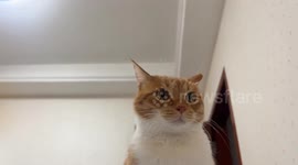 Playful high-five game with a cat in Zhejiang, China