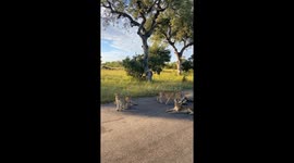 When the Road Belongs to Lions: An Unforgettable Kruger Safari Moment 