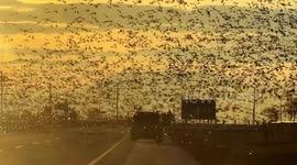 Flock of birds creates striking sunset display in central Türkiye