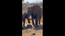 A Mother’s Fight in the Heat: A Powerful Elephant Moment in Kruger