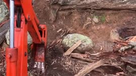 Wildlife team rescues wombat trapped in collapsed burrow during heavy rain