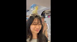 Clingy cockatiel sits on girl's head as she walks around mall