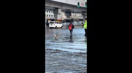 Kindhearted officer stops traffic to carry a small dog across a busy road