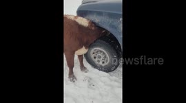 US Farm life moment goes viral after cow gets stuck searching for salt